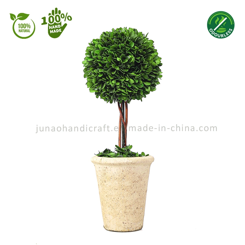 100% Natural Preserved Boxwood Topiary Bonsai Modern Home Floral Greenery